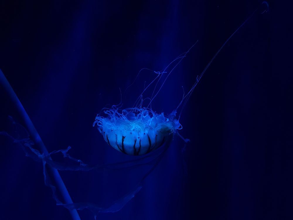 水母, 刺胞动物门, 电蓝色的, 海洋无脊椎动物, 生物发光 壁纸 4032x3024 允许