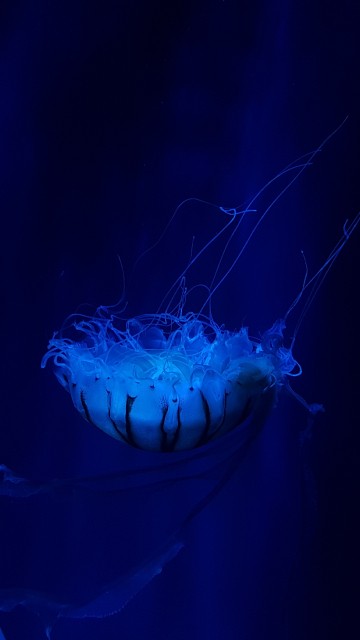 Image blue jellyfish in blue water
