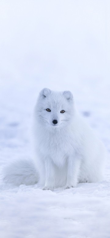 北极狐壁纸iphone Xs Max 北极狐高清图片 1242x26 免费下载图片