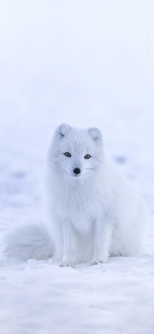 北极狐壁纸 北极狐高清图片 免费下载图片