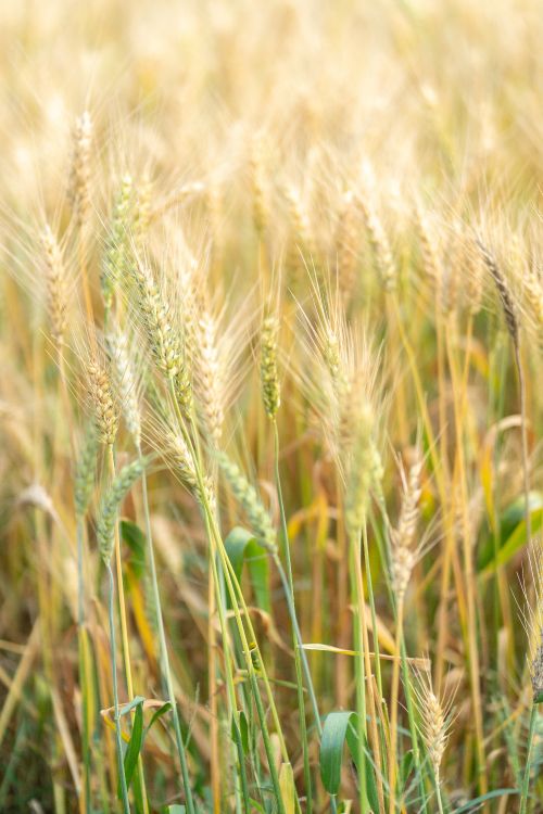 Barley, Food Grain, Einkorn Wheat, Rye, Hordeum. Wallpaper in 4000x6000 Resolution