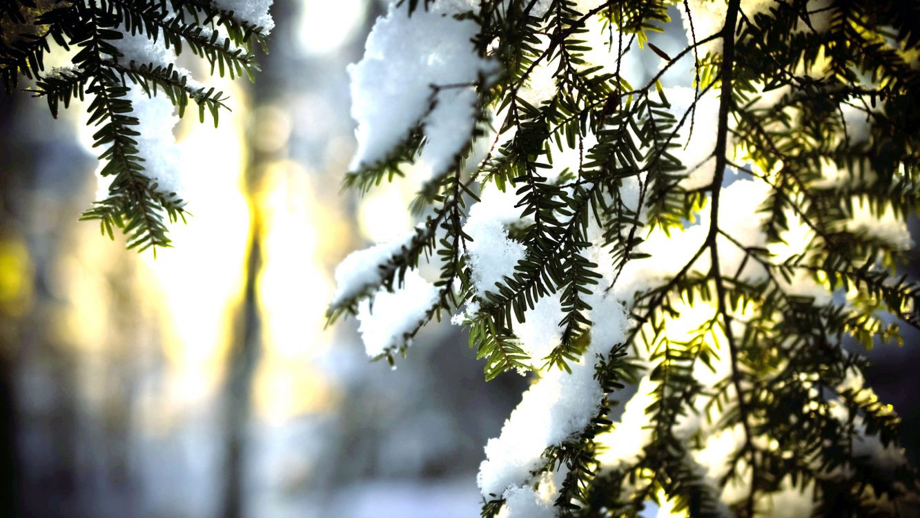 snow covered tree during daytime