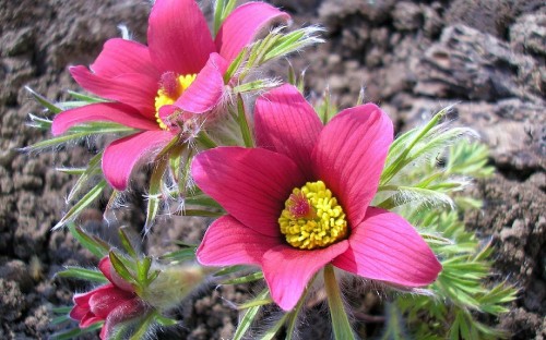 Image pink and yellow flower in bloom during daytime