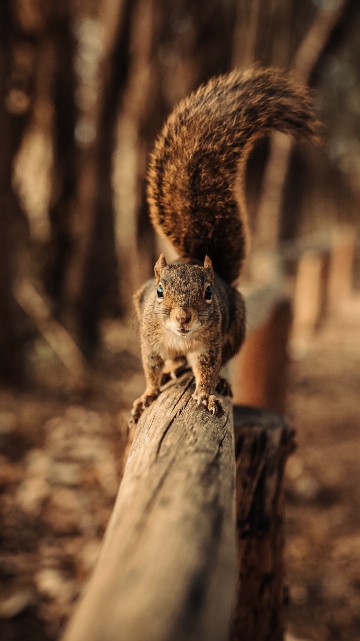 Image brown squirrel on brown wooden log during daytime