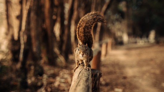Image brown squirrel on brown wooden log during daytime