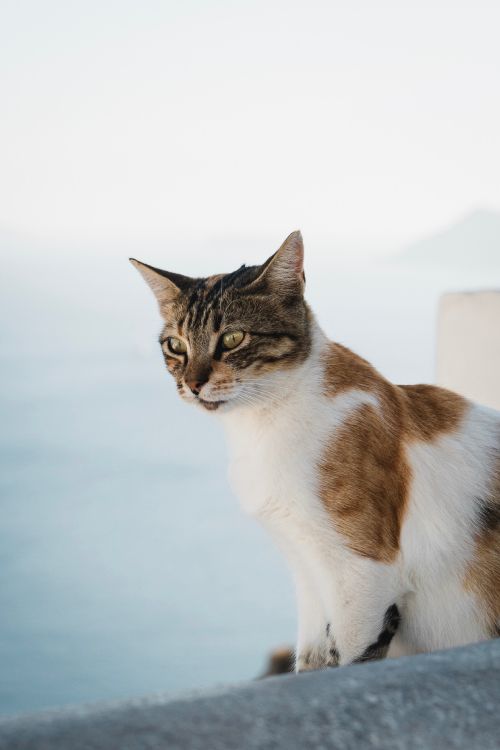 Chat Tigré Brun et Blanc. Wallpaper in 2761x4141 Resolution