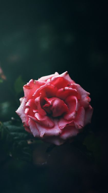 玫瑰花园, 玫瑰家庭, 甘蓝玫瑰, 混合茶玫瑰, 罗莎千叶 壁纸 1080x1920 允许