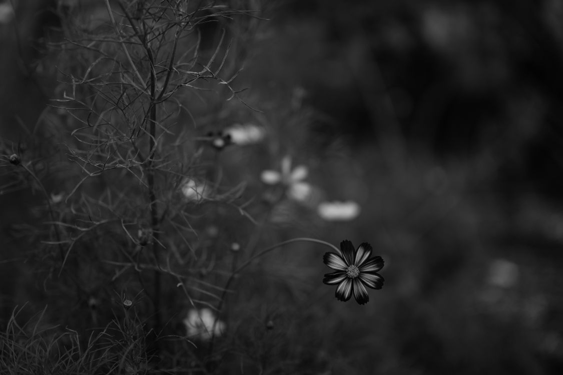 Photo en Niveaux de Gris D'une Fleur en Fleurs. Wallpaper in 6000x4000 Resolution