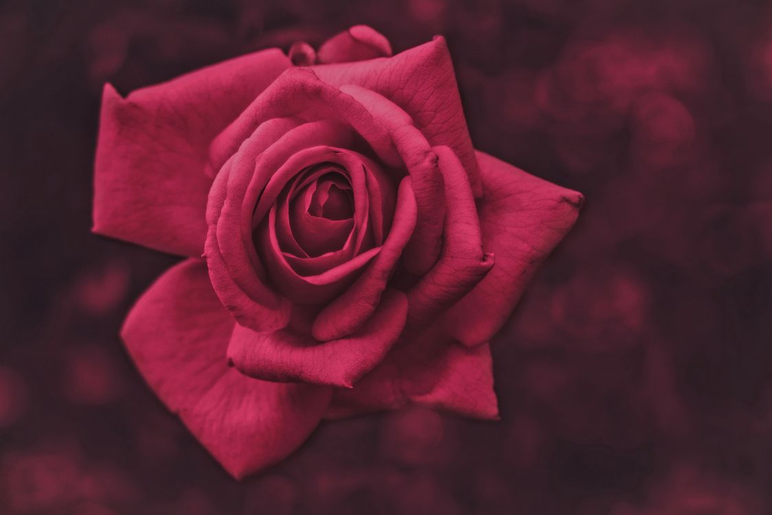 Rote Rose in Nahaufnahmen. Wallpaper in 2048x1366 Resolution