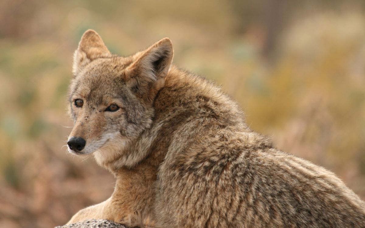 土狼, 野生动物, 豺狼, 动植物, 皮毛 壁纸 1920x1200 允许