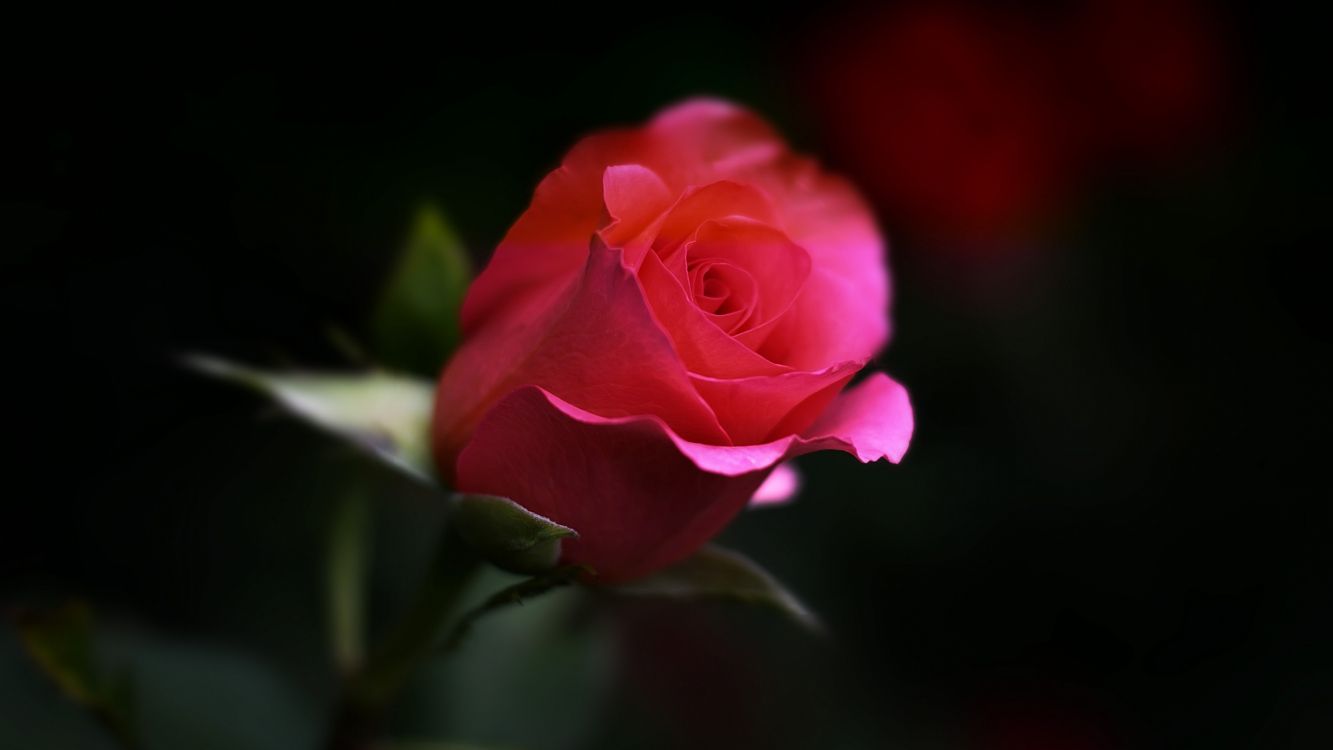 pink rose in bloom in close up photography