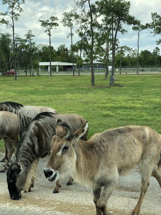 Tierwelt, Hirsch, Antilope, Baum, Terrestrische Tier. Wallpaper in 1536x2048 Resolution