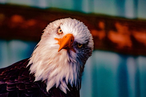 Image white and black eagle in tilt shift lens