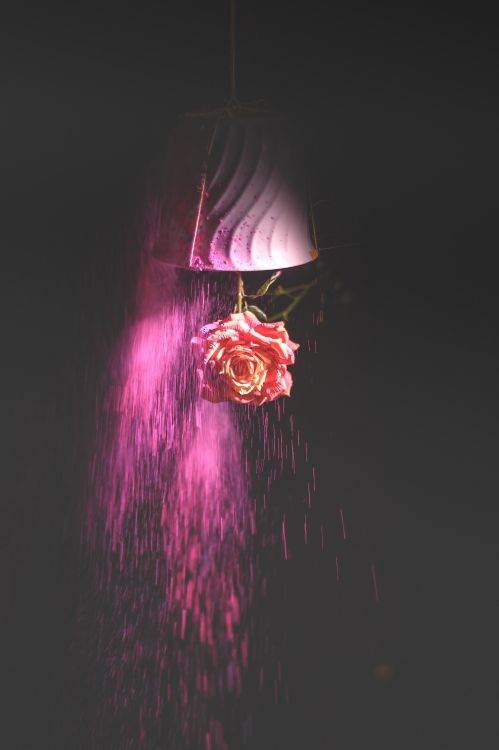 Lumière Violette et Rose Dans Une Pièce Sombre. Wallpaper in 4024x6048 Resolution