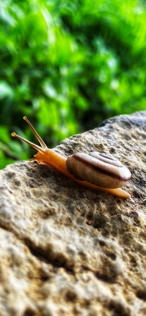 Image snail, schnecken, terrestrial animal, science, biology