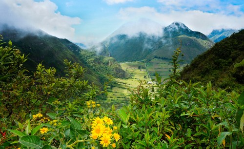 Image yellow flower with green grass field and mountains in the distance