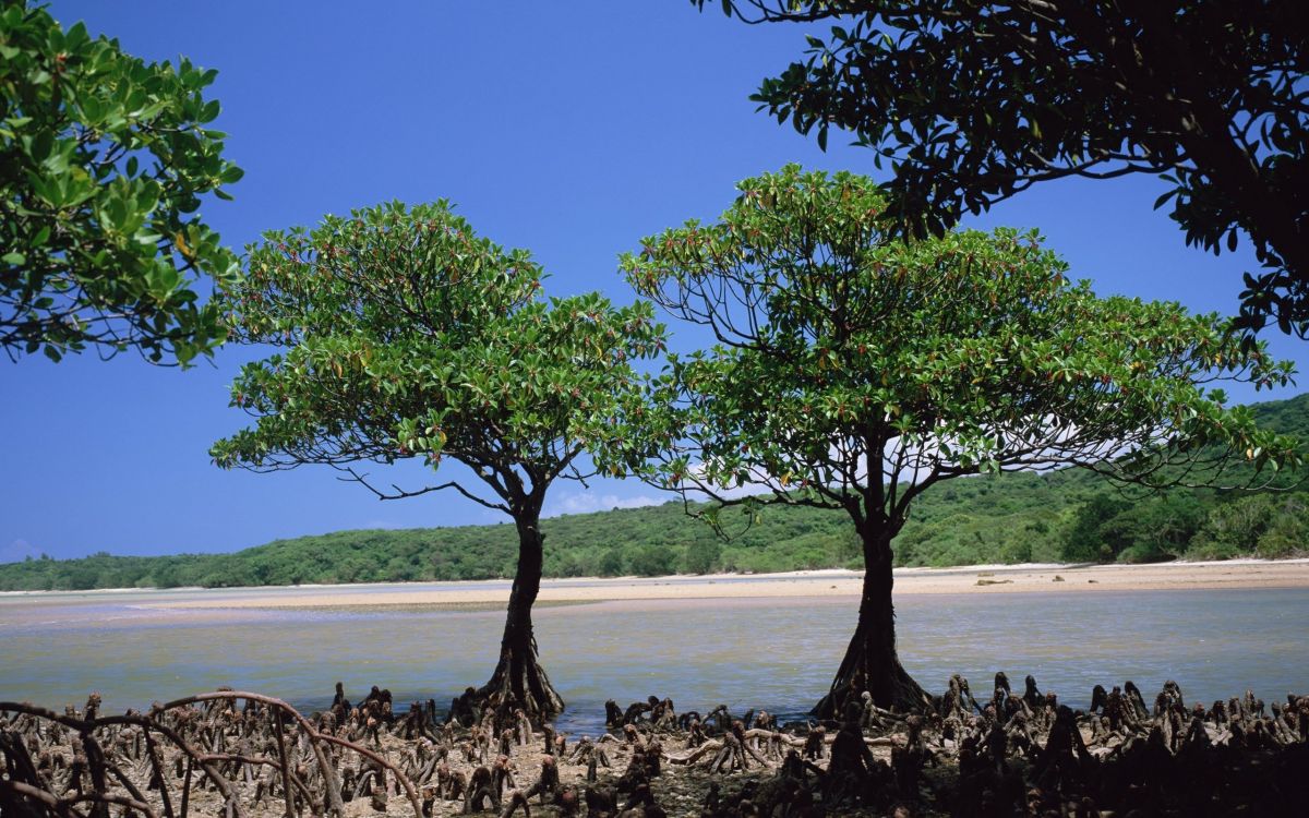 green tree on brown field during daytime