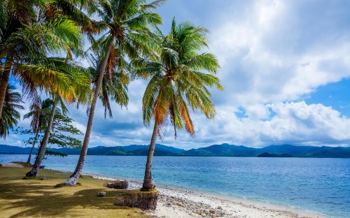 Image coconut tree near sea under white clouds and blue sky during daytime