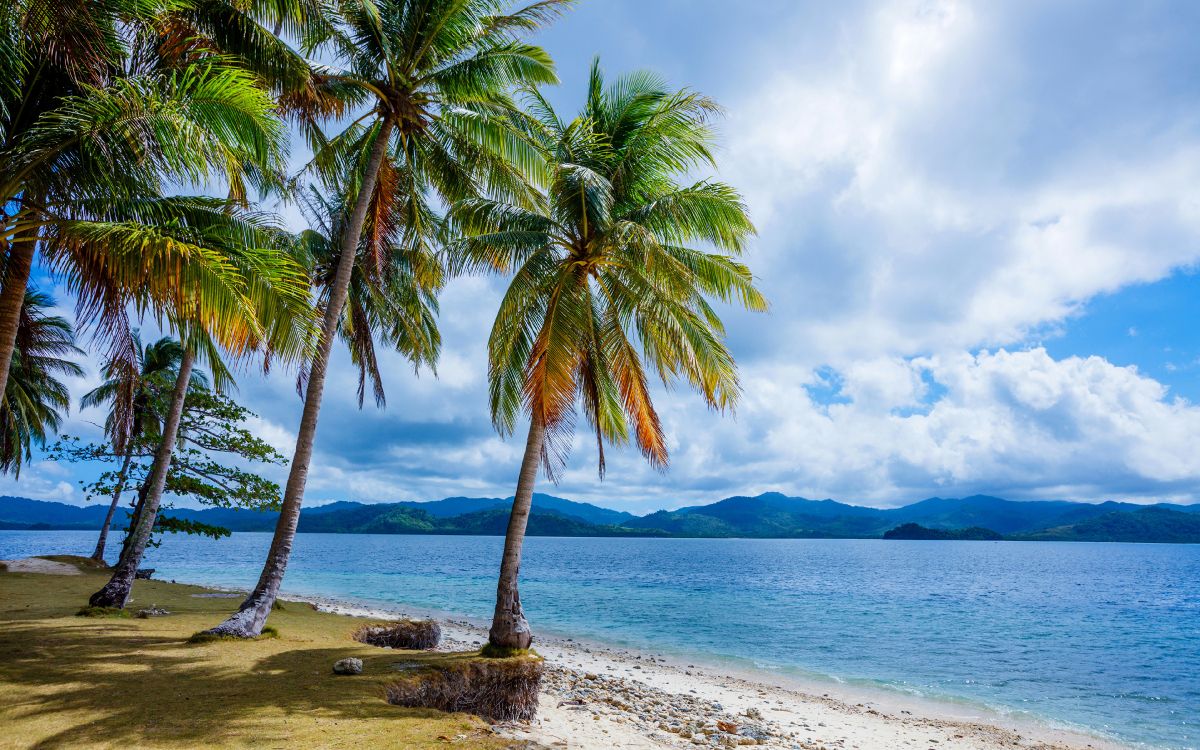 Kokospalme am Meer Unter Weißen Wolken Und Blauem Himmel Tagsüber. Wallpaper in 3840x2400 Resolution