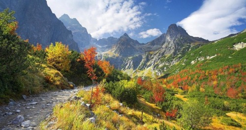 Image green and orange trees near mountain under white clouds and blue sky during daytime