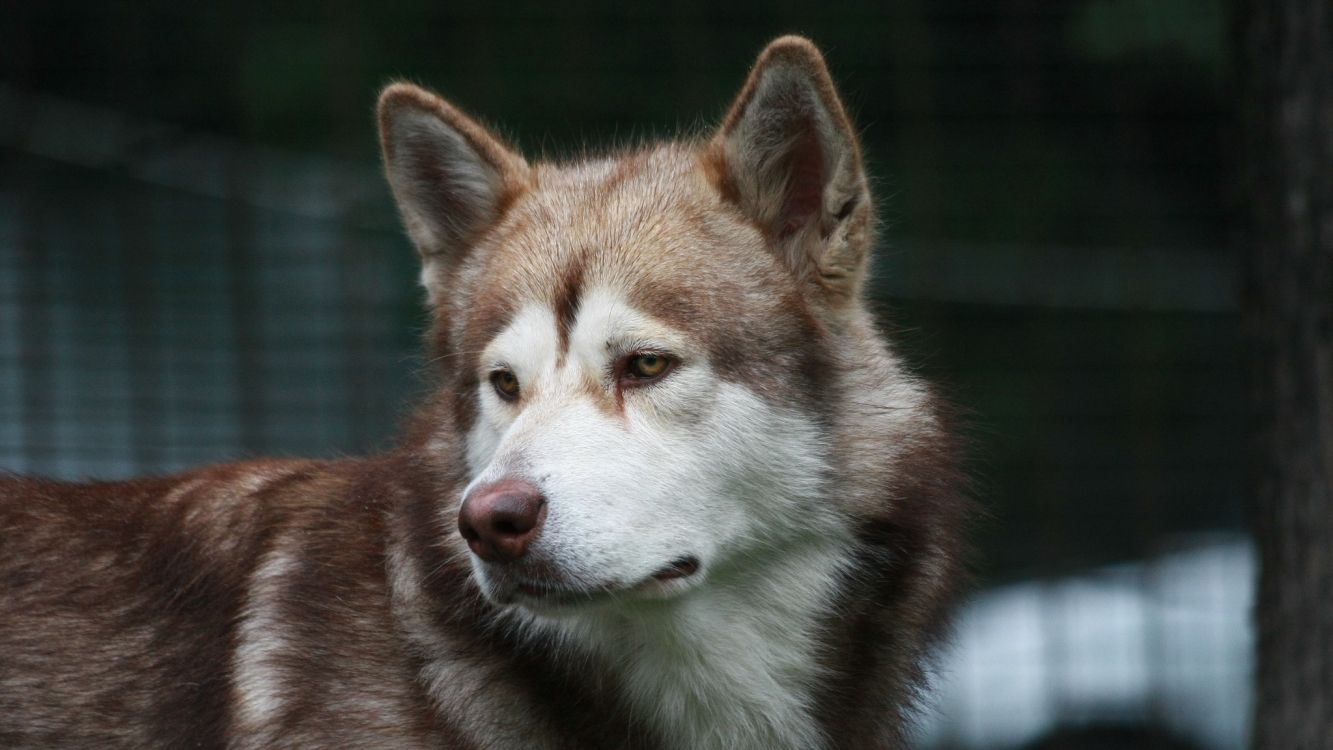 阿拉斯加雪橇犬, Saarloos那只狼狗, 品种的狗, 那只狼狗, Tamaskan狗 壁纸 2048x1152 允许