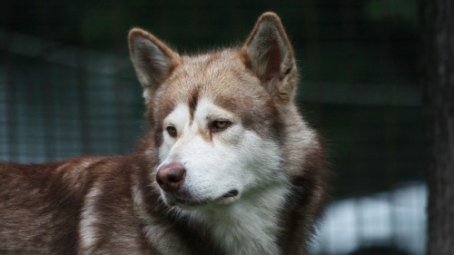 Image brown and white siberian husky