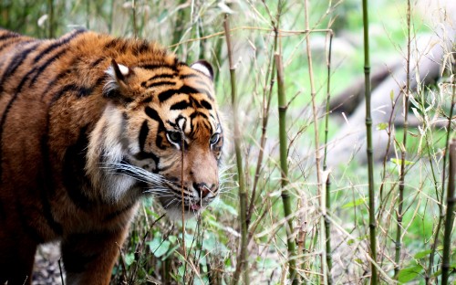 Image tiger on green grass during daytime