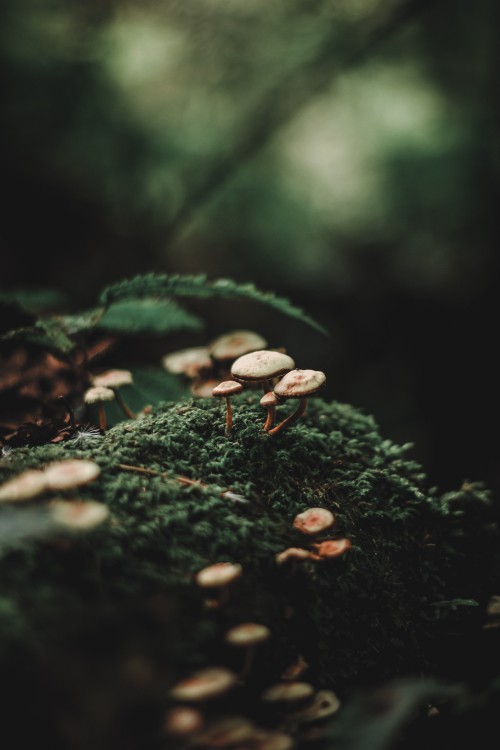 Image forest, bokeh, green, nature, leaf