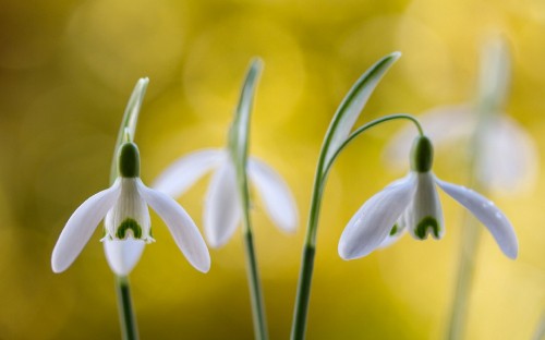 Image white and green flower in macro shot