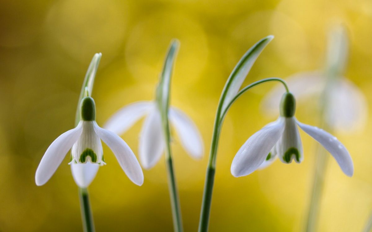 white and green flower in macro shot