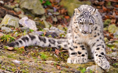 Image white and black leopard on green grass during daytime
