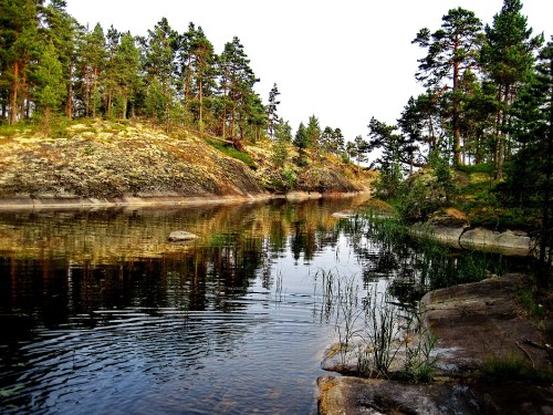 Image green trees beside river during daytime