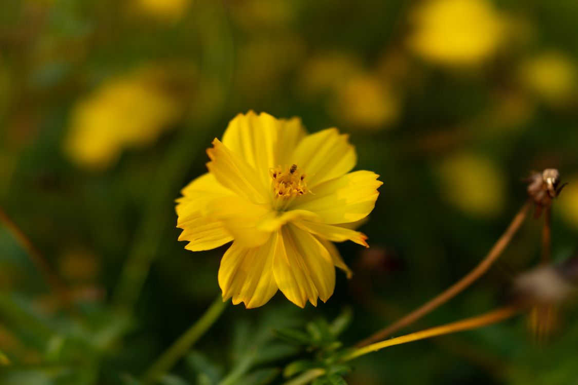 Gelbe Blume in Tilt-Shift-Linse. Wallpaper in 6000x4000 Resolution