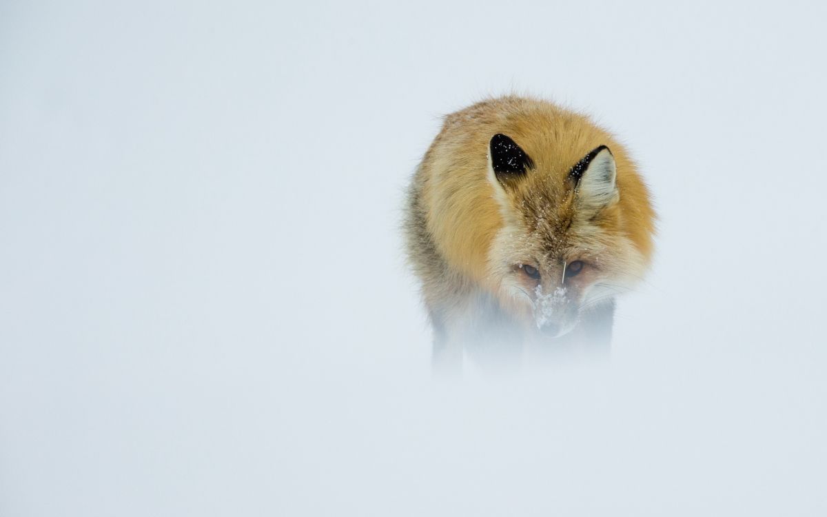Renard Brun et Blanc Sur Fond Blanc. Wallpaper in 2560x1600 Resolution