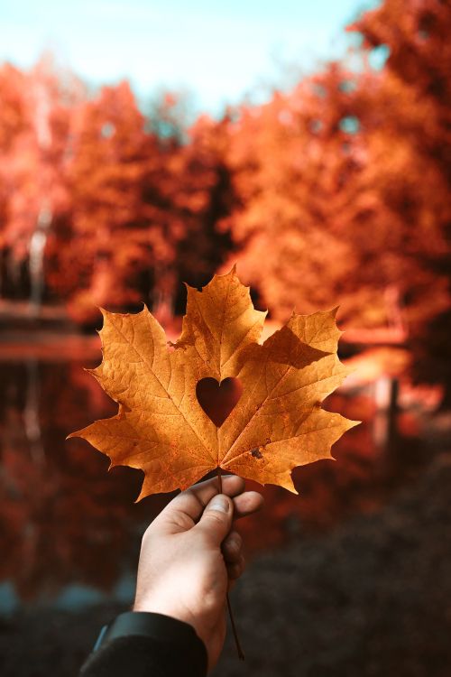 autumn, heart, Hand heart, leaf, maple leaf