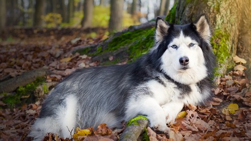 Image white and black siberian husky puppy on brown and green leaves during daytime