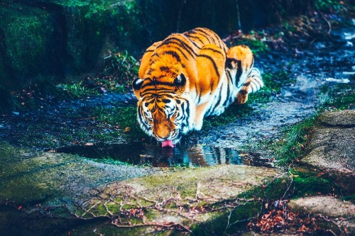 Image tiger walking on water during daytime