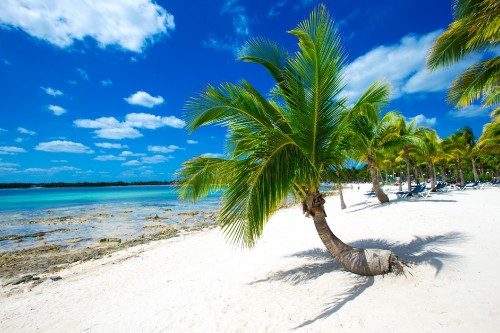 Image coconut tree on white sand beach during daytime