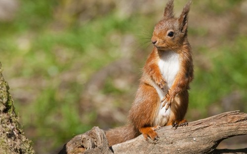 Image brown squirrel on brown tree branch during daytime