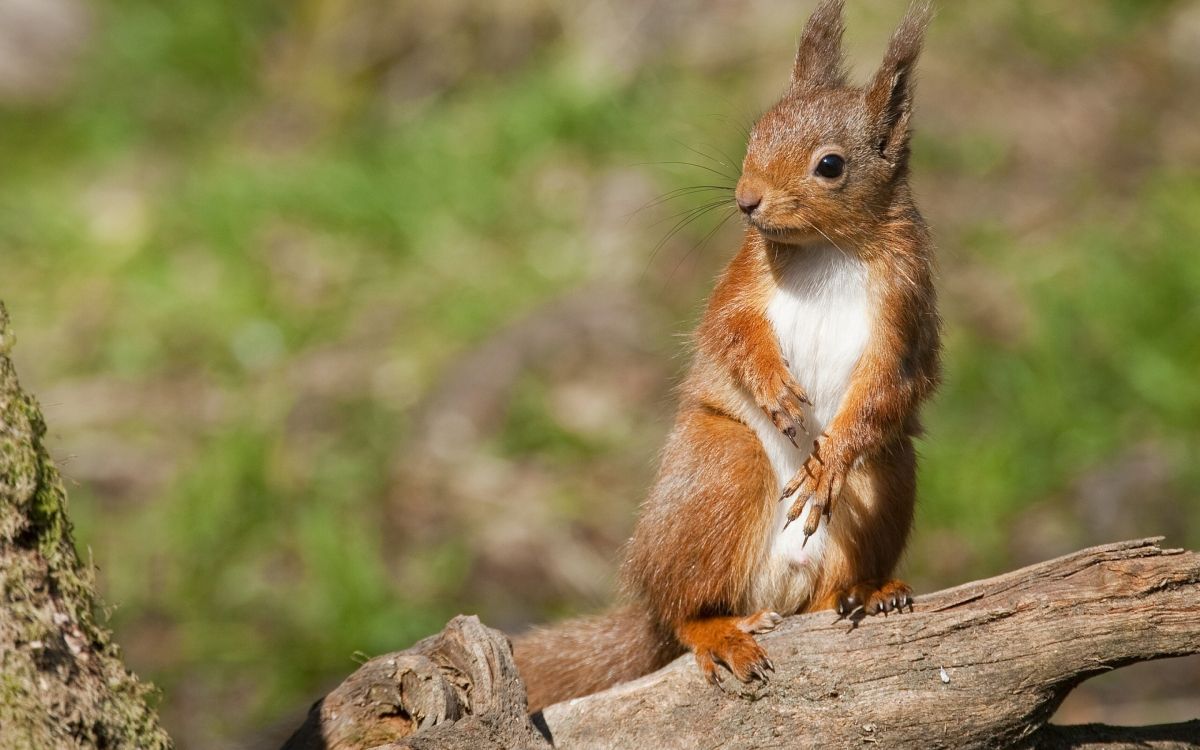 brown squirrel on brown tree branch during daytime