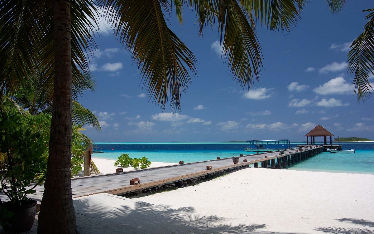 palm tree near body of water during daytime