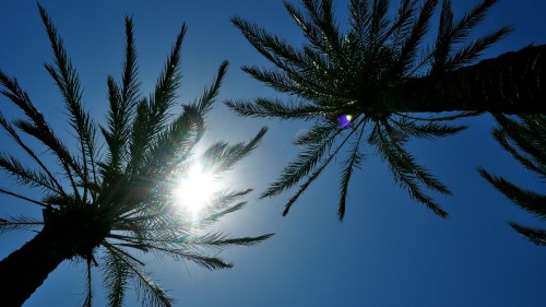 Image green palm tree under blue sky during daytime