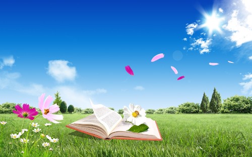 Image white flower on green grass field under blue sky during daytime