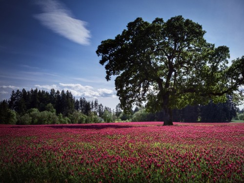 Image green tree surrounded by red flowers