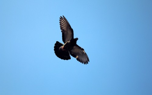 Image black and white bird flying