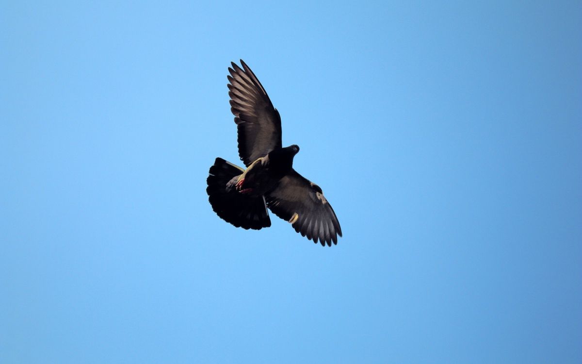 black and white bird flying