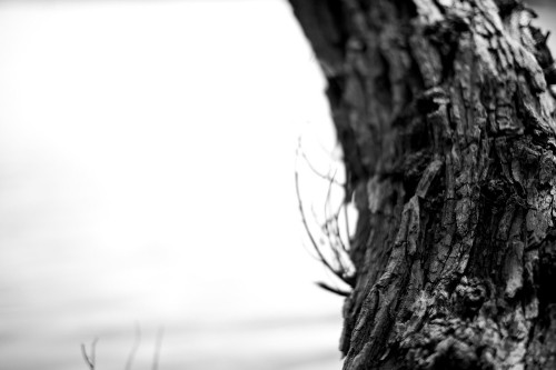 Image grayscale photo of tree trunk