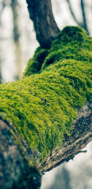Image green moss on brown tree trunk