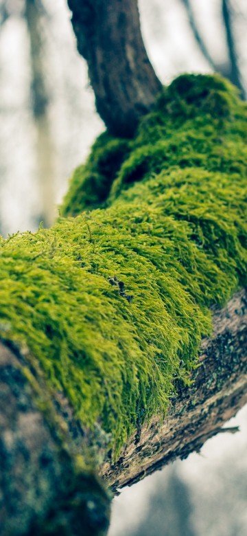 Image green moss on brown tree trunk