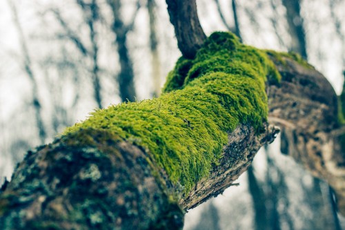 Image green moss on brown tree trunk